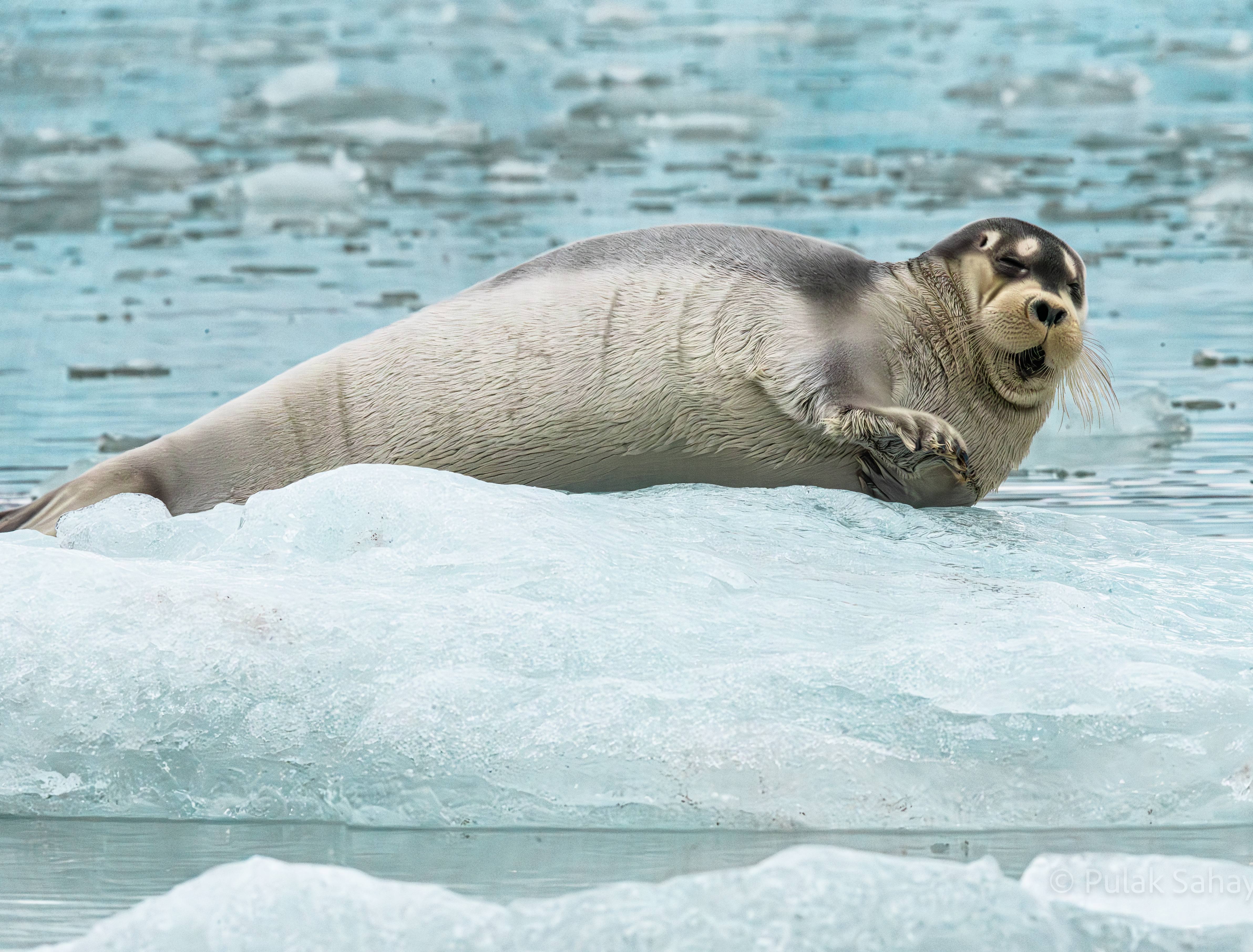 Seal yawning